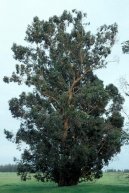 Eukalypt, Blahovi�n�k Kulatoplod�