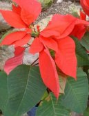 Pry�ec n�dhern�, v�no�n� hv�zda, poinsetie