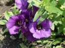 Eustoma, j�cnovka