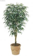 Pokojov rostliny: Fikusy > Fikus Ali (Ficus Alii)