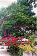 Fotky: Filip�ny (cestopis) (foto, obrazky)