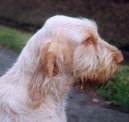 Italsk� spinone