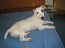 Fotky: Jack Russel�v Teri�r (foto, obrazky)