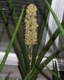 Tch�nin jazyk, tenura