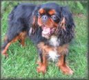King Charles �pan�l