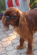 King Charles �pan�l