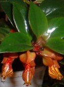 :  > Kolumnea (Columnea)