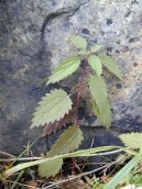 Kop�iva Dvoudom�