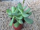 :  > Kotyledon (Cotyledon)