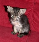 Fotky: Orient�ln� dlouhosrst� ko�ka - jav�nsk� (foto, obrazky)