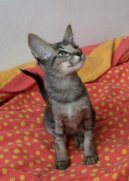 Orient�ln� dlouhosrst� ko�ka - jav�nsk�