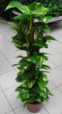 Pokojov rostliny: Popnav rostliny > Potos (Scindapsus)