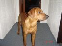 Rhod�sk� ridgeback, Rhod�zsk� ridgeback