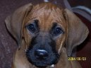 Rhod�sk� ridgeback, Rhod�zsk� ridgeback