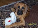 Rhod�sk� ridgeback, Rhod�zsk� ridgeback