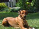 Ps plemena:  > Rhodsk ridgeback, Rhodzsk ridgeback (Rhodesian Ridgeback)