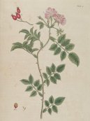 R��e ��pkov�