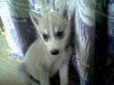 Fotky: Sibi�sk� husky (foto, obrazky)
