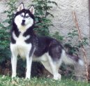 Sibi�sk� husky