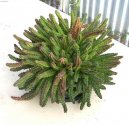 :  > Staplie, smrdutka (Stapelia)