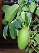 Stefanotis, v�ncovec kv�tnat�