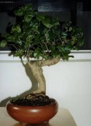 Strom tis�ce hv�zd, serisa