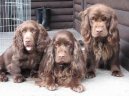 :  > Sussex �pan�l (Sussex Spaniel)