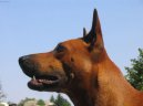 Thajsk� ridgeback