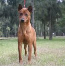 Thajsk� ridgeback