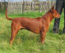 Thajsk� ridgeback