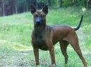 Thajsk� ridgeback
