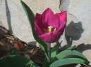 Tulip�n