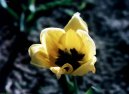 Tulip�n