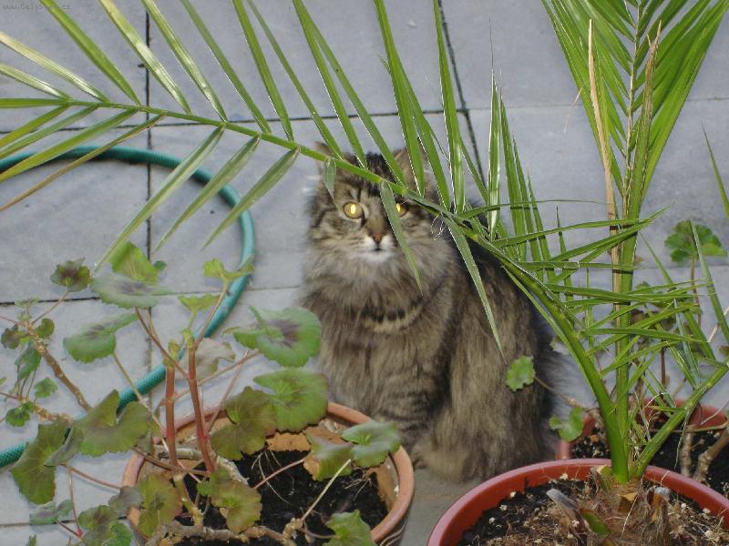 Foto: Macek v pralese-U n�s na zahrad� pln� kv�tin���.