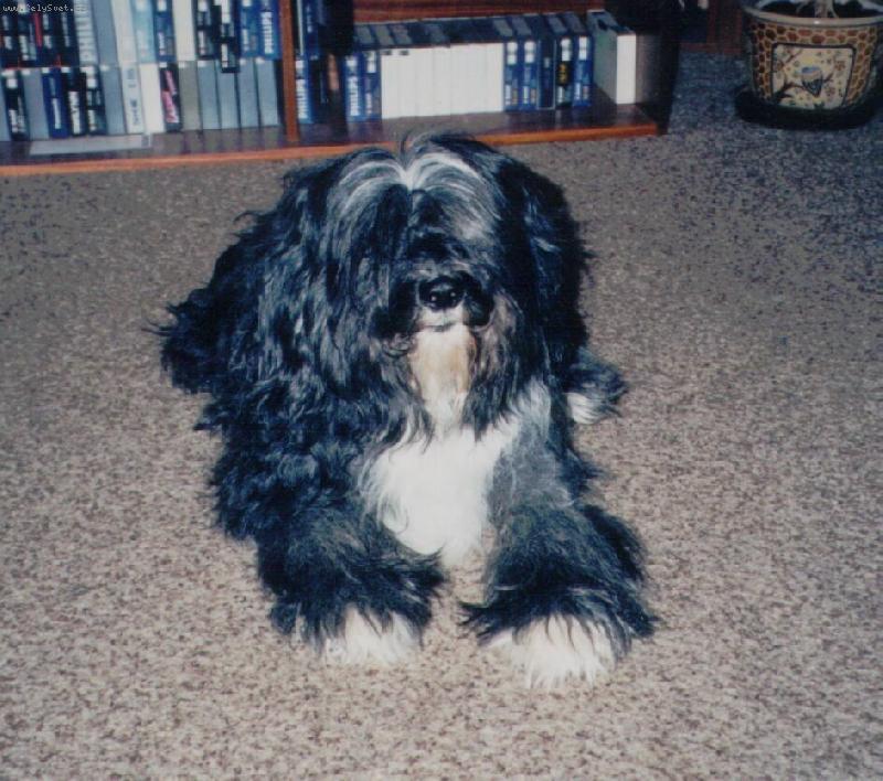 Foto: Agar Sitatara 'Sitar'