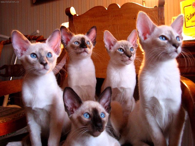 Foto: Vrh balin�zk�ch ko�at