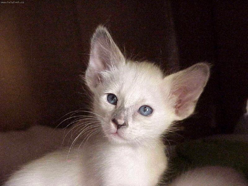 Foto: FIN Mummeli Danifax Kuutoskilppari