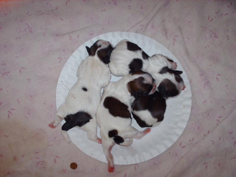 Foto: �t�n�tka-miminka