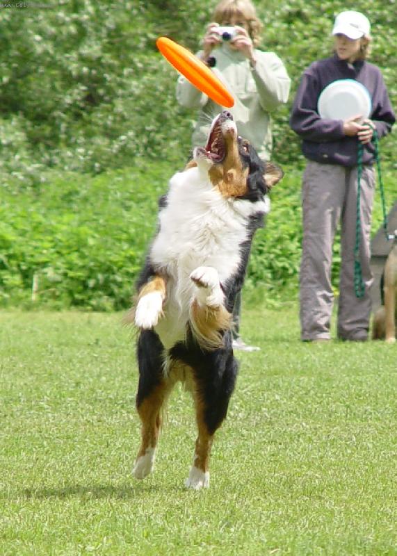 Foto: Chuckie frisbee-semin�� frisbee