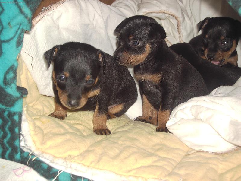 Foto: �t��ata krysa��ku-neposedn� klub��ka