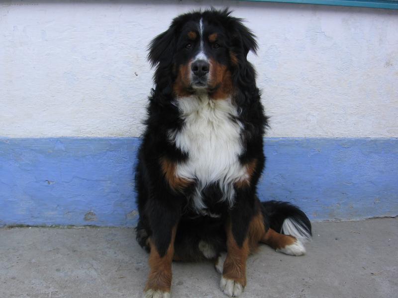 Foto: Harry - p�n domu