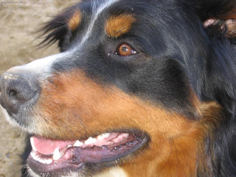 Foto: Harry - detail