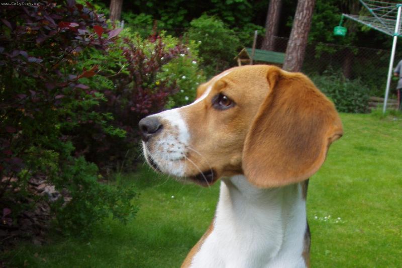 Foto: Biggy-Beagl z profilu