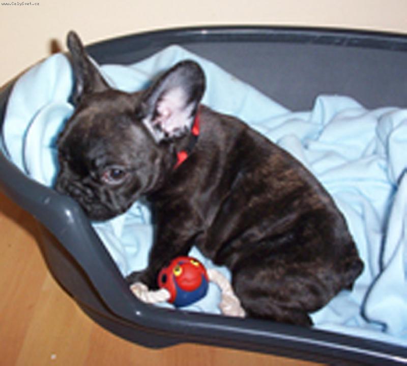 Foto: Buldo�ek Roz�rka - 3 m�s�ce-Buldo�ek Roz�rka - 3 m�s�ce