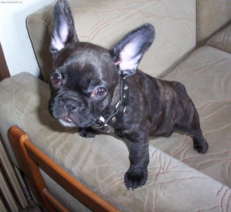 Foto: Buldo�ek Roz�rka - 3,5 m�s�ce-Budlo�ek Roz�rka - 3,5 m�s�ce