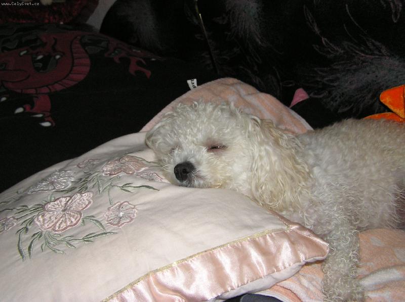 Foto: Sladk� sny-A� se ti n�co kr�sn�ho zd� Peggynko