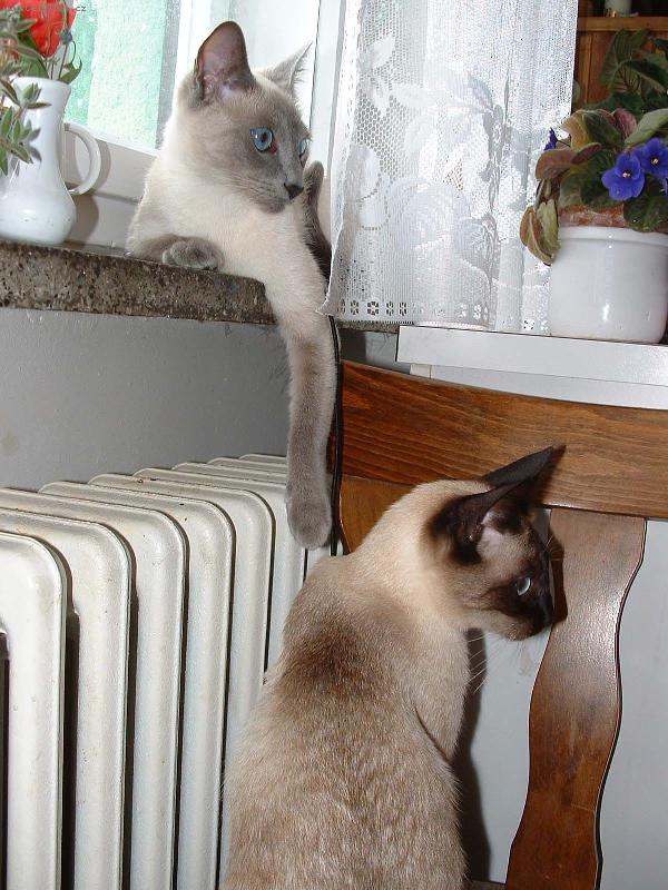 Foto: Siamsk� ko�ky