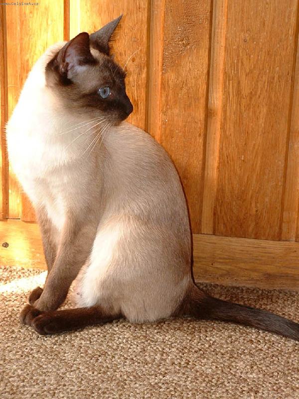 Foto: Siamsk� ko�ka-Viktorka