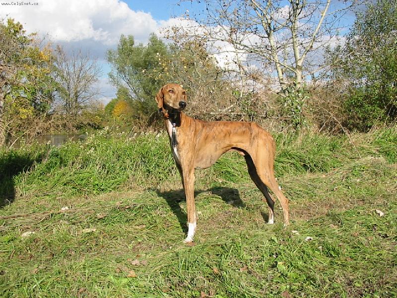 Foto: Tomboukto�s P�Aytarel-azavak