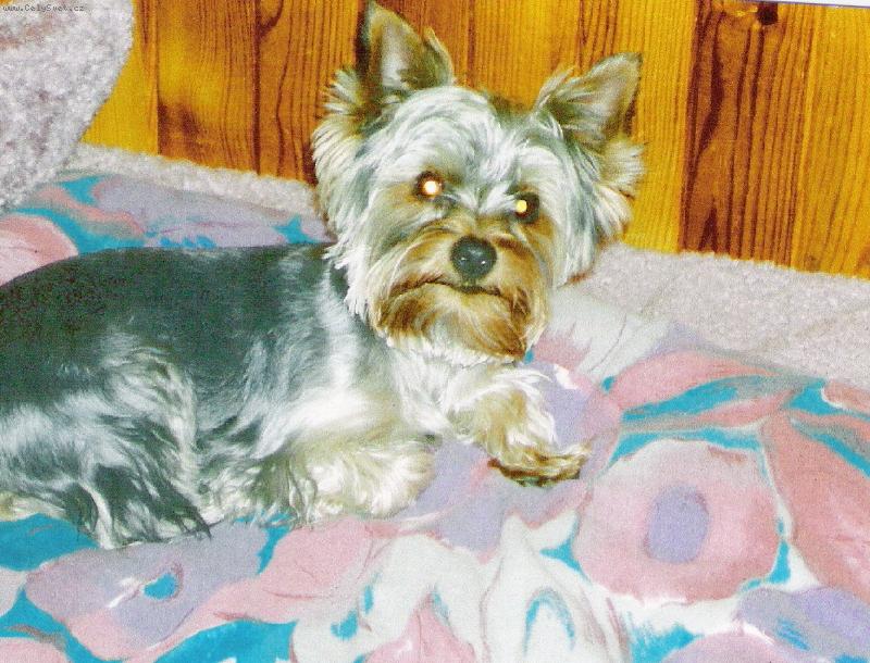 Foto: Charlie kdy� byl malinkej-N� mil��ek Charlie (��rl�)